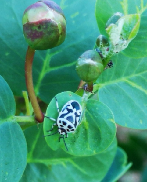 Pentatomidae: Eurydema ornata